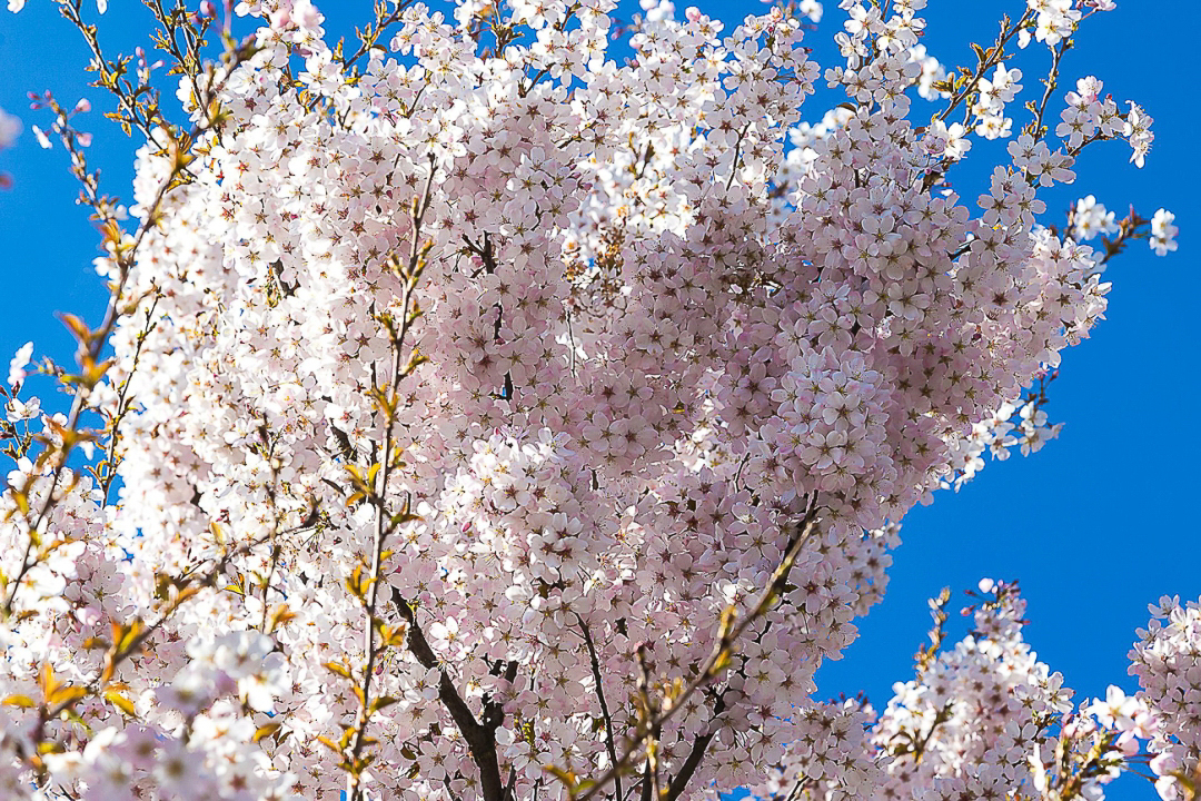 Cherries_in_springtime