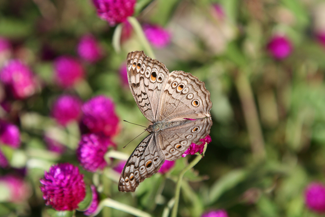 Bjarne_Mandrup_Nepal_Butterfly
